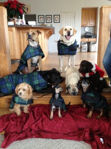 christmasdogs2